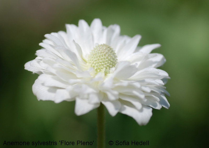 Anemone sylvestris 'Flore Pleno', fylld tovsippa