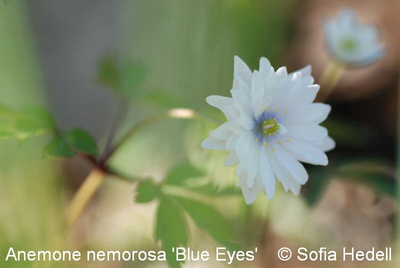 Anemone nemorosa 'Blue Eyes'