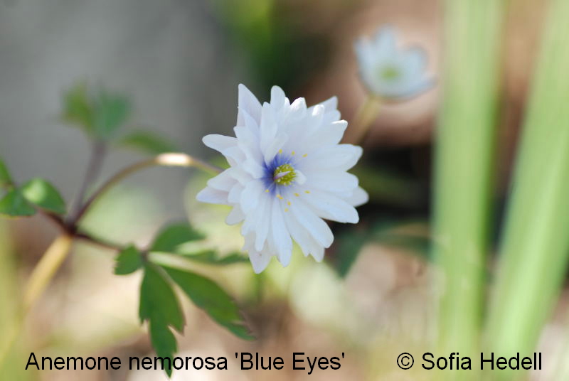 Anemone nemorosa 'Blue Eyes'