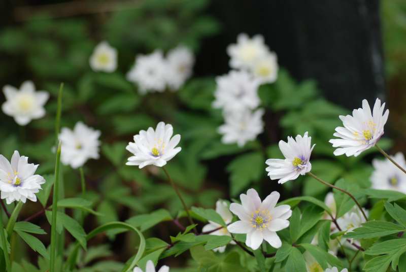 Anemone nemorosa 'Blue Eyes'