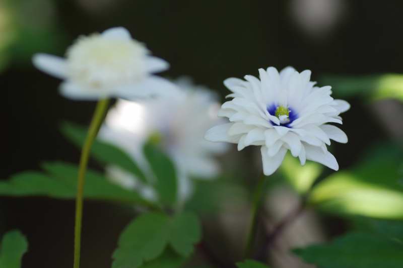 Anemone nemorosa 'Blue Eyes'