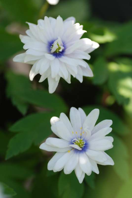Anemone nemorosa 'Blue Eyes'