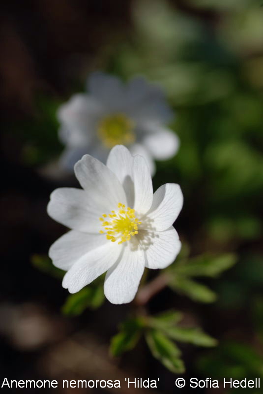 Anemone nemorosa 'Hilda'