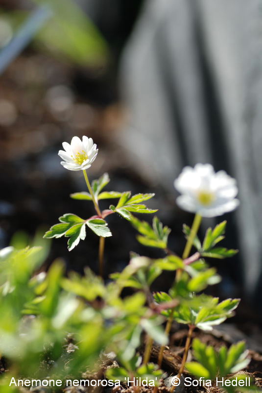 Anemone nemorosa 'Hilda'