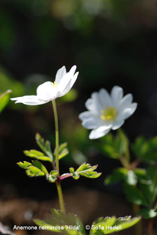 Anemone nemorosa 'Hilda'