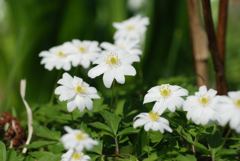 Anemone nemorosa 'Hilda'