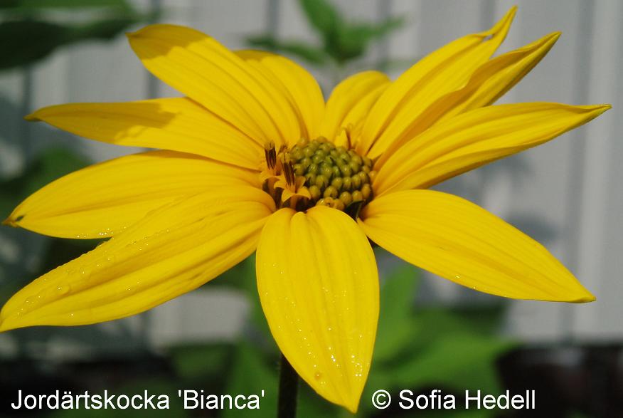 Helianthus tuberosus, jordrtskocka, Bianca