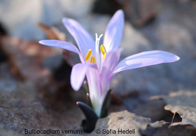 Bulbocodium vernum, ljusblomma, Colchicum