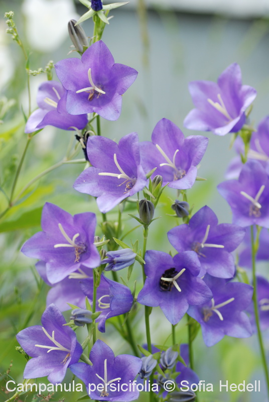 Campanula persicifolia, stor blklocka