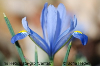 Iris Reticulata-grp 'Cantab', regnbgsiris