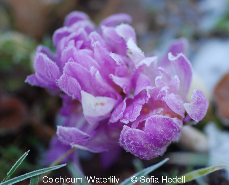 Colchicum 'Waterlily'