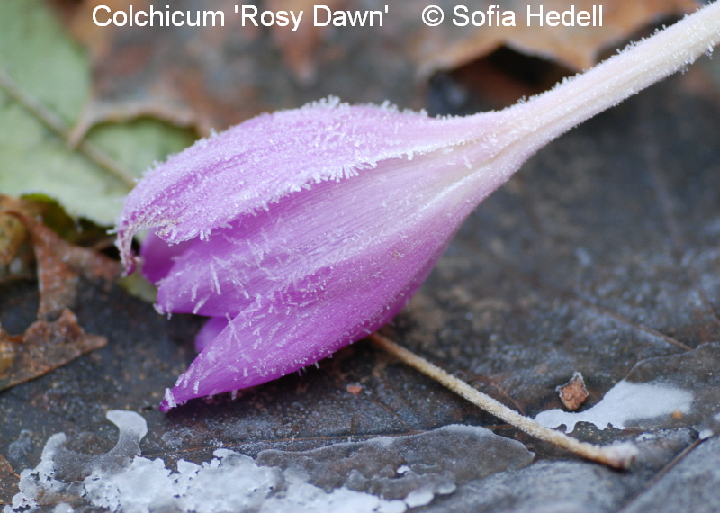 Colchicum 'Rosy Dawn'