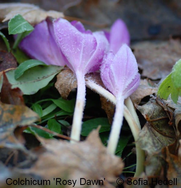 Colchicum 'Rosy Dawn'