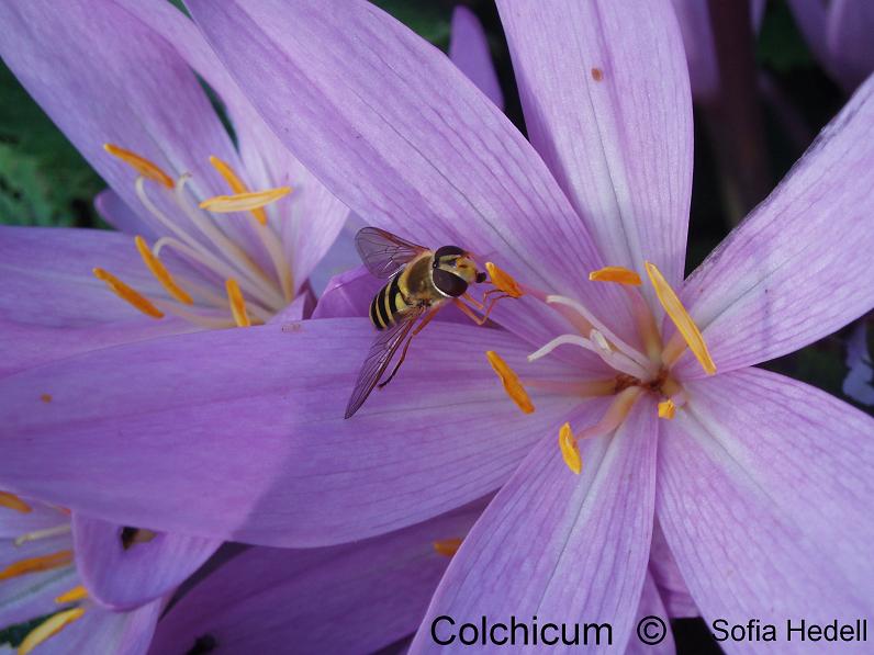 Colchicum mimikry