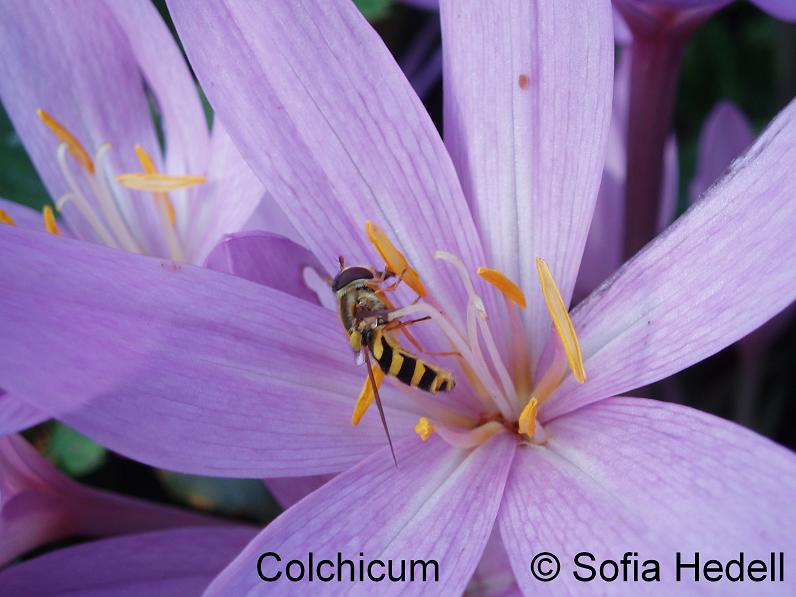 Colchicum mimikry