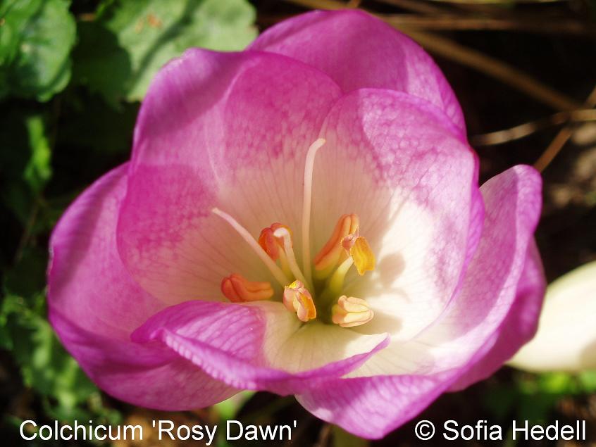Colchicum 'Rosy Dawn'