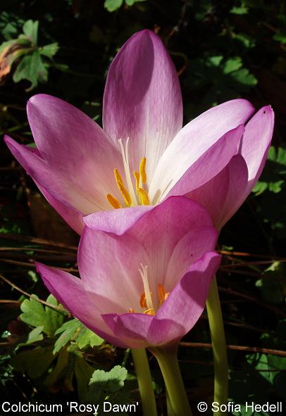 Colchicum 'Rosy Dawn'