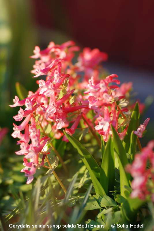 Corydalis solida subsp solida 'Beth Evans'