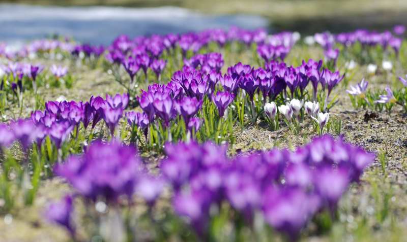Crocus tommasinianus 'Ruby Giant', snkrokus