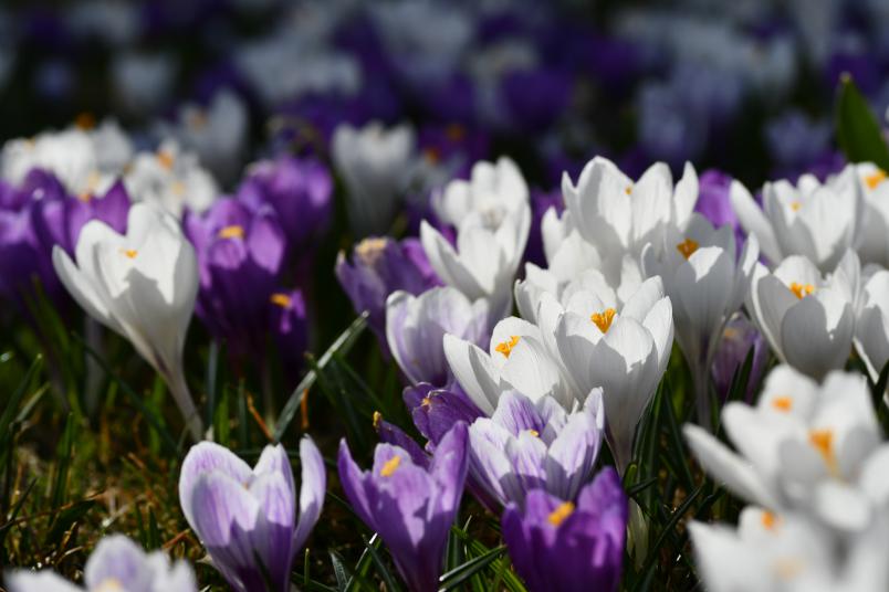 Crocus vernus, vrkrokus