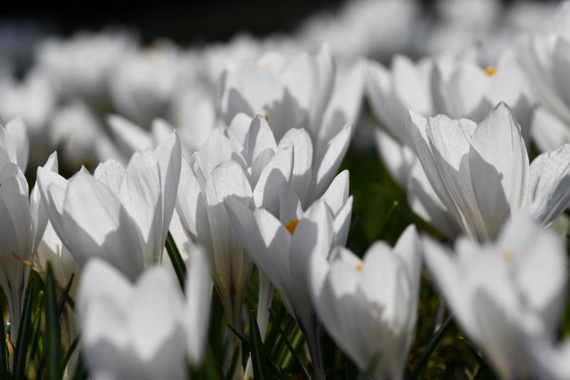 Crocus vernus 'Jeanne d'Arc', vrkrokus