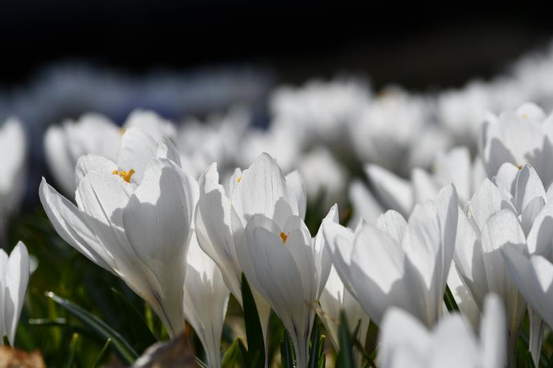 Crocus vernus 'Jeanne d'Arc', vrkrokus