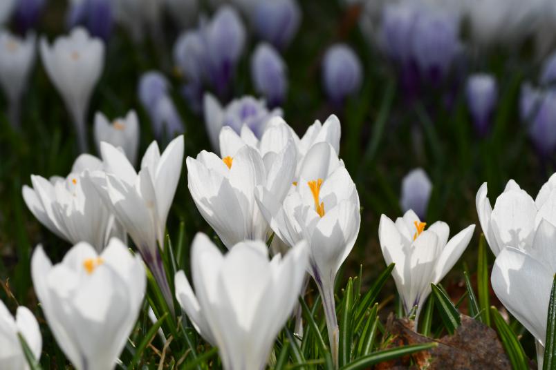 Crocus vernus, vrkrokus