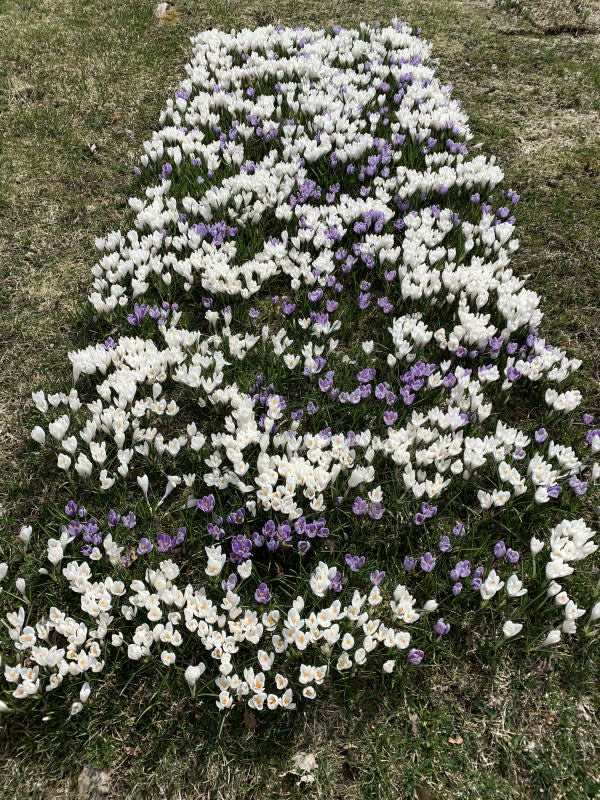 Crocus vernus 'Jeanne d'Arc, vrkrokus