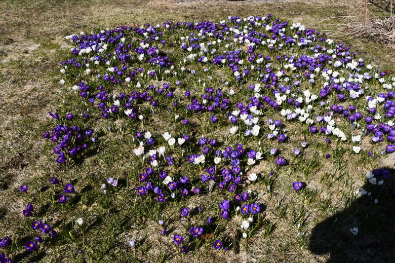 Crocus vernus, vrkrokus
