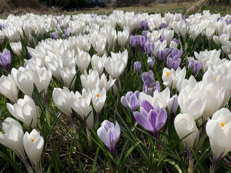 Crocus vernus 'Jeanne d'Arc', vrkrokus