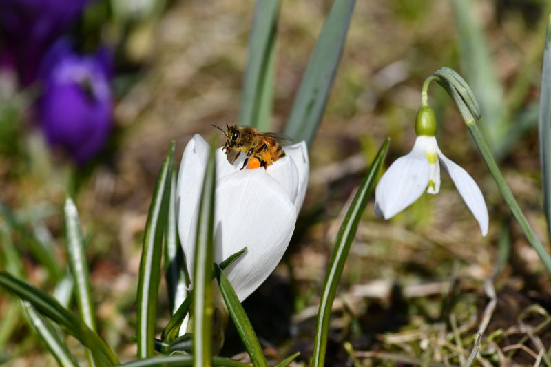 Crocus vernus 'Jeanne d'Arc', vrkrokus