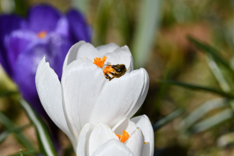 Crocus vernus 'Jeanne d'Arc', vrkrokus