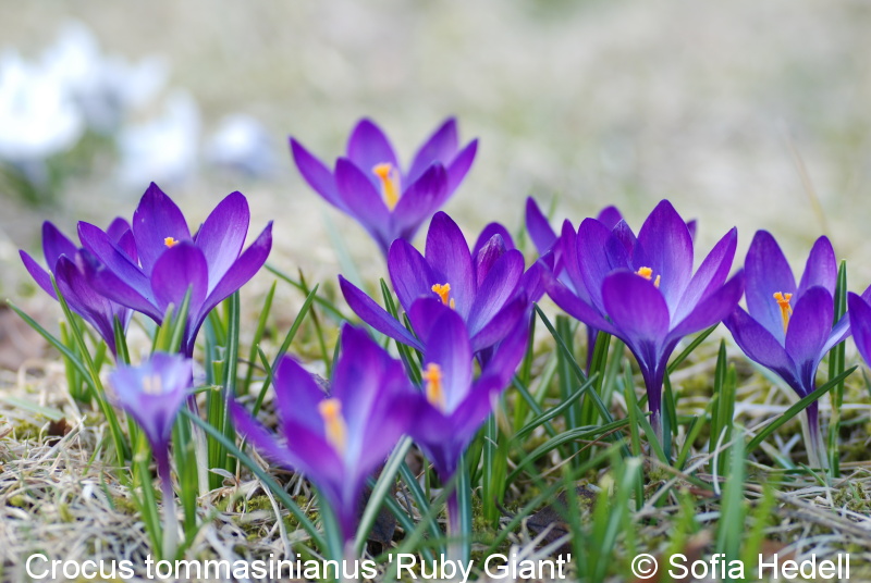 Crocus tommasinianus 'Ruby Giant', snkrokus