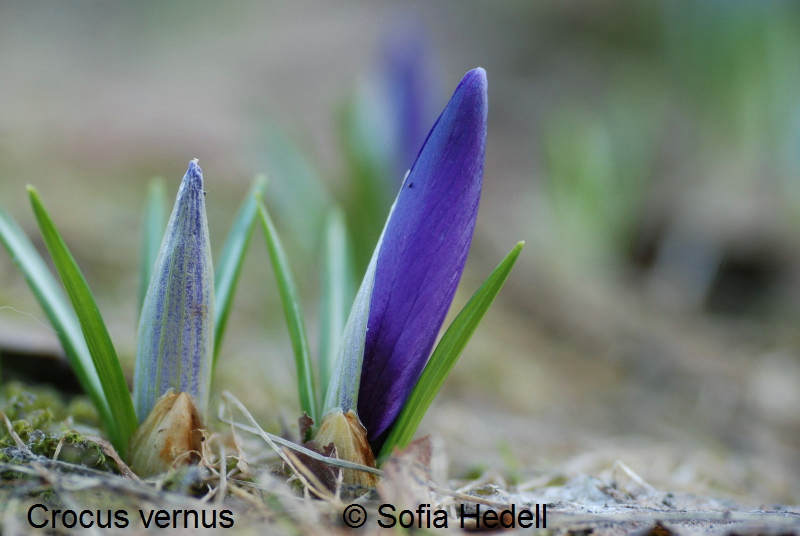 Crocus vernus, vrkrokus