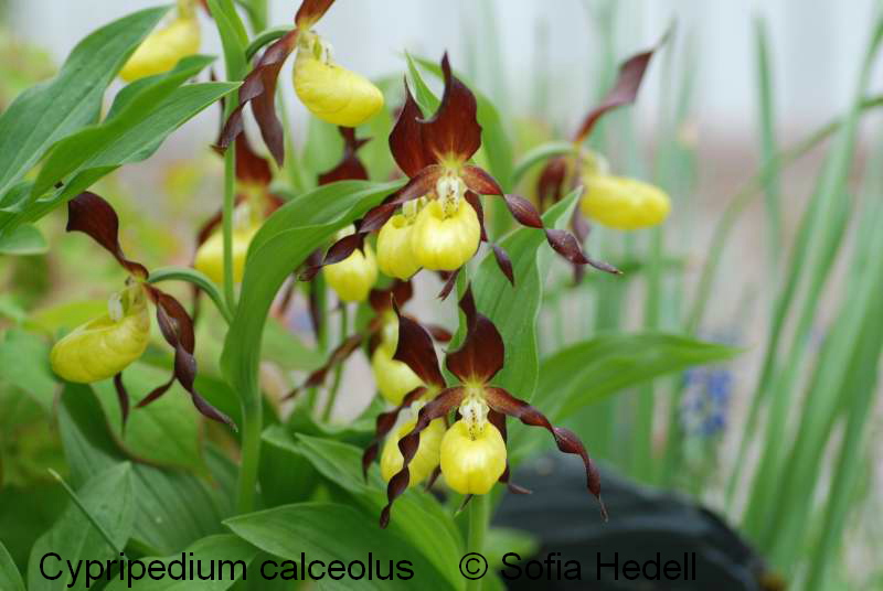 Cypripedium calceolus, guckusko