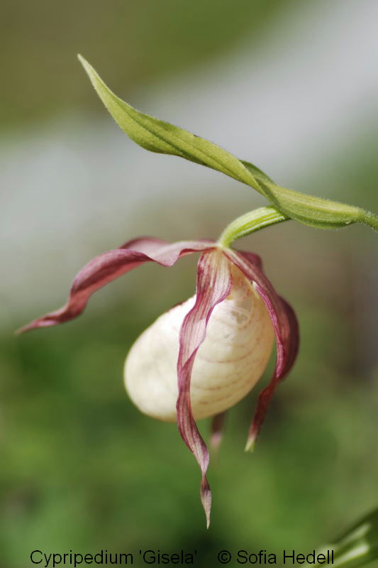 Cypripedium 'Gisela', toffelorkidehybrid
