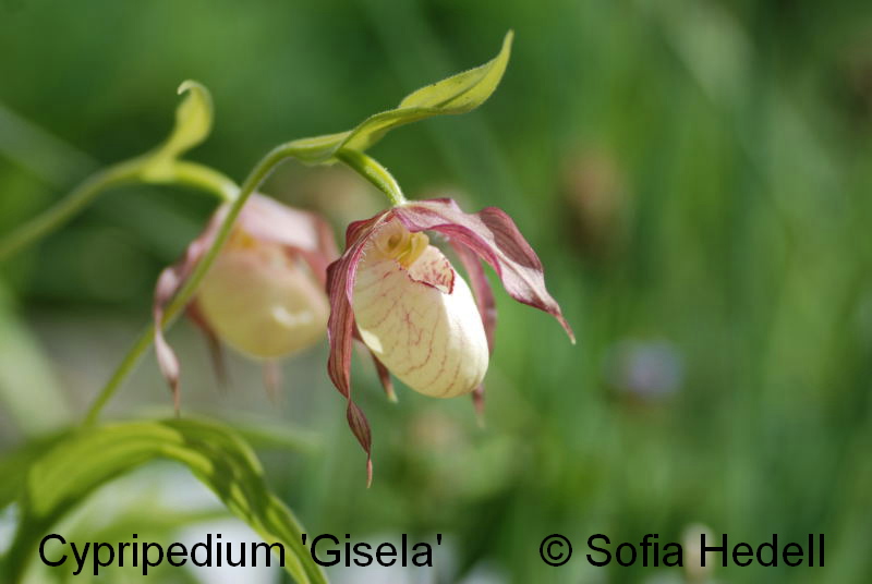Cypripedium 'Gisela', toffelorkidehybrid