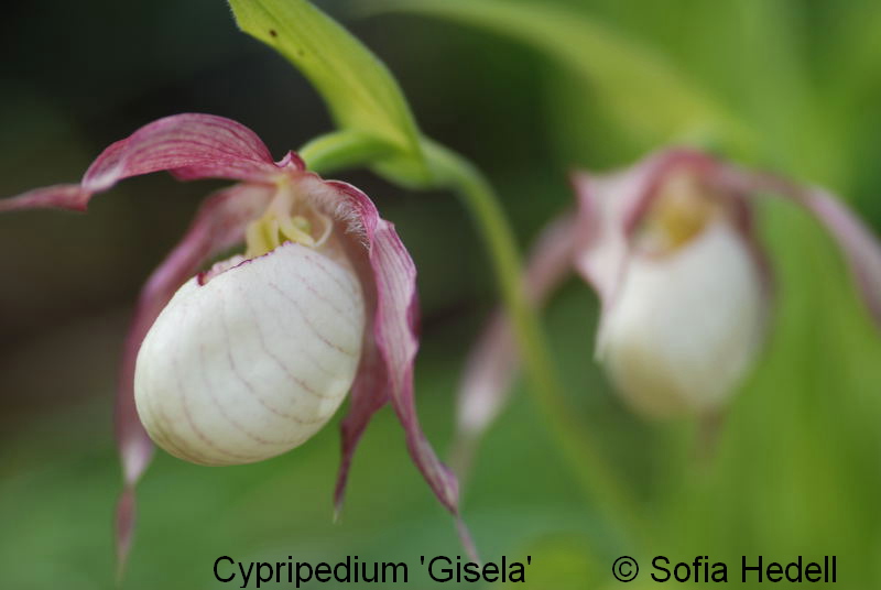 Cypripedium 'Gisela', toffelorkidehybrid