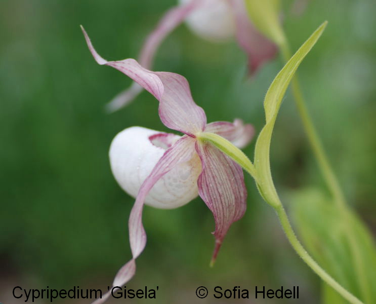 Cypripedium 'Gisela', toffelorkidehybrid
