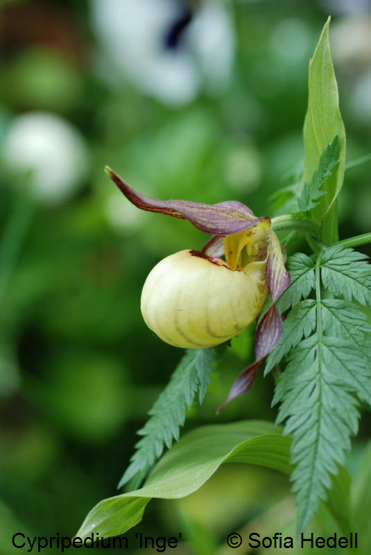 Cypripedium 'Inge', toffelorkidehybrid