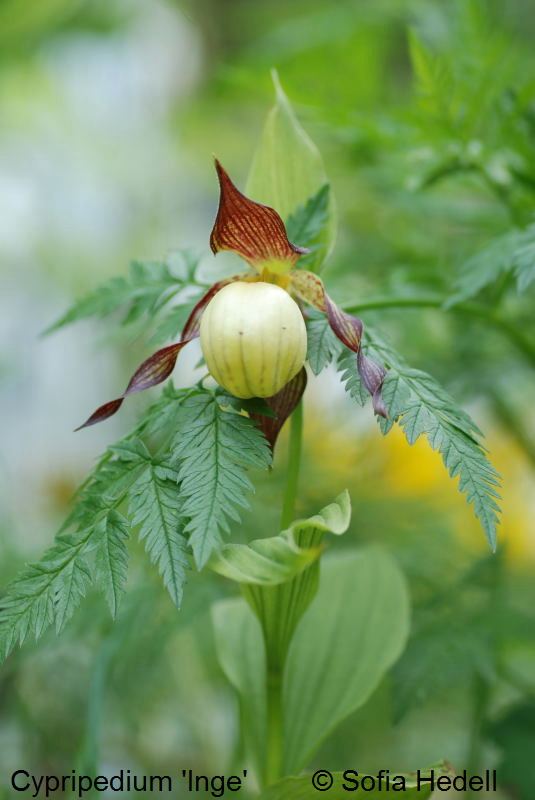 Cypripedium 'Inge', toffelorkidehybrid