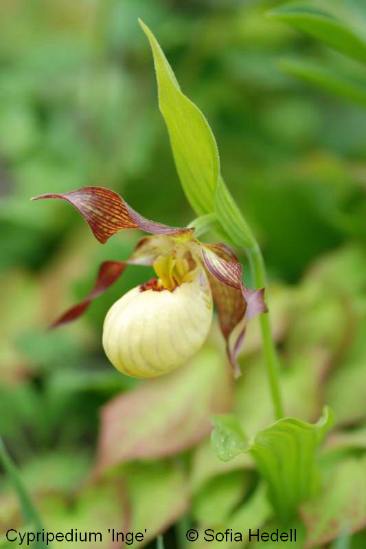 Cypripedium 'Inge', toffelorkidehybrid