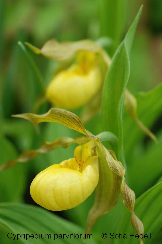 Cypripedium parviflorum, toffelorkide