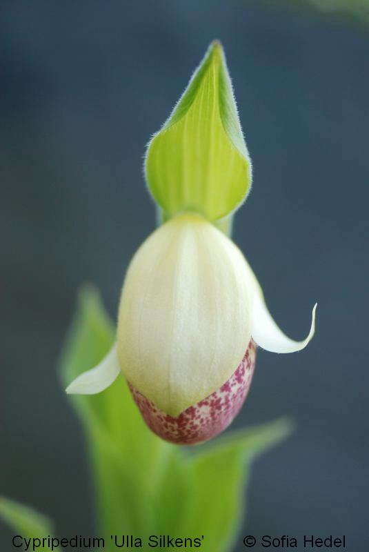 Cypripedium 'Ulla Silkens', toffelorkidehybrid