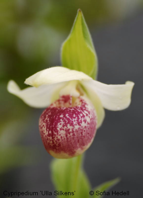 Cypripedium 'Ulla Silkens', toffelorkidehybrid