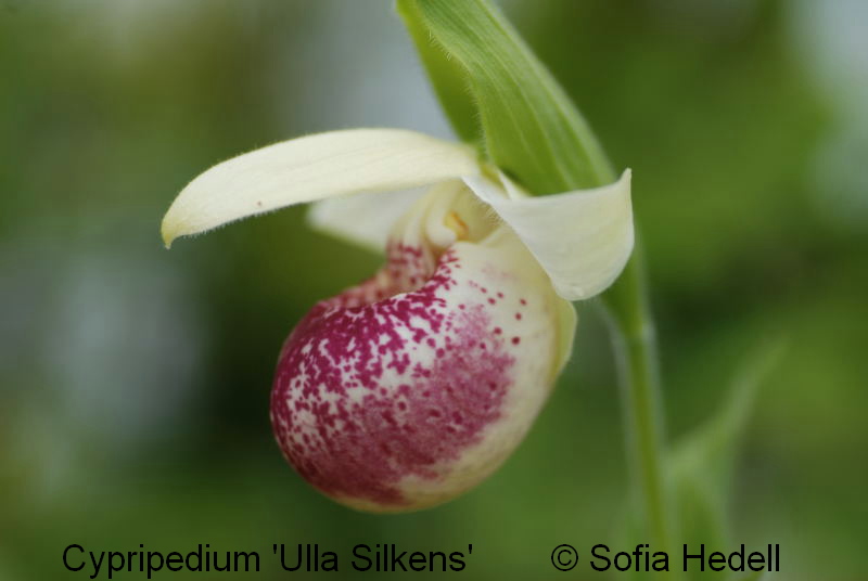 Cypripedium 'Ulla Silkens', toffelorkidehybrid