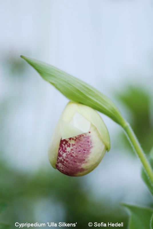 Cypripedium 'Ulla Silkens', toffelorkidehybrid