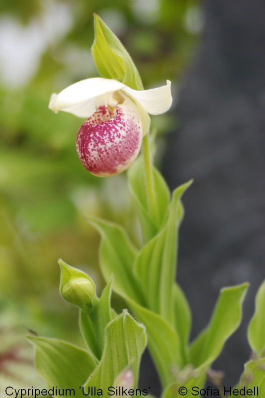 Cypripedium 'Ulla Silkens', toffelorkidehybrid