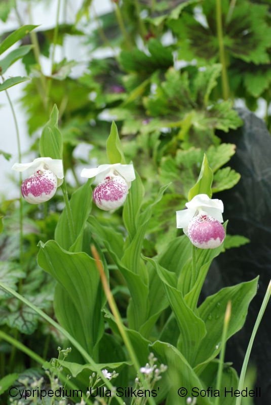 Cypripedium 'Ulla Silkens', toffelorkidehybrid