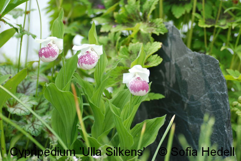 Cypripedium 'Ulla Silkens', toffelorkidehybrid
